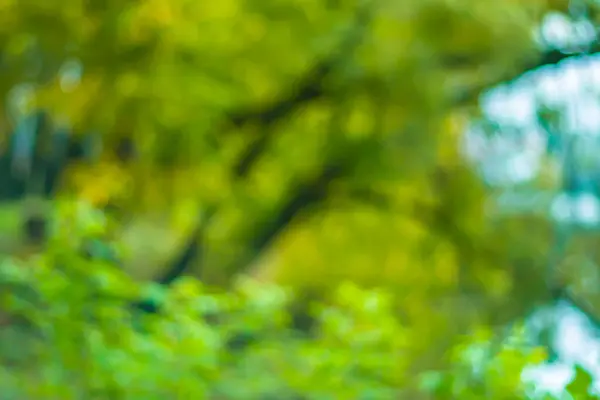 Sonbaharın başlangıcı. Bokeh efektli sonbahar arkaplanı.