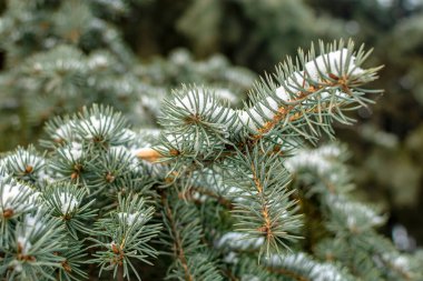 Bulutlu bir günde karla kaplı gümüş çam.