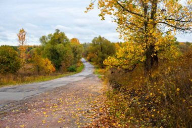 Sonbahar manzarası bulutlu bir günde Sarı ağaçlar ve bir yol.