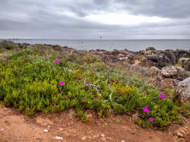 Gökyüzünde uçan bir kuşla Atlantik Okyanusu kıyısı. Portekiz.
