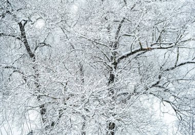 Bir bulutlu kış gününde karla kaplı ağaçlar.