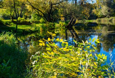 Sonbaharın başlangıcı. Sonbahar sarı yaprakları nehrin arka planında.