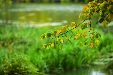 Sonbaharın başlangıcı. Sonbahar sarı yaprakları nehrin arka planında.