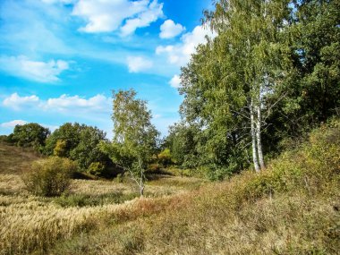 Sonbaharın başlarında mavi gökyüzüne karşı beyaz huş ağaçları.