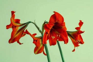 Yeşil arka planda kırmızı amarillis..