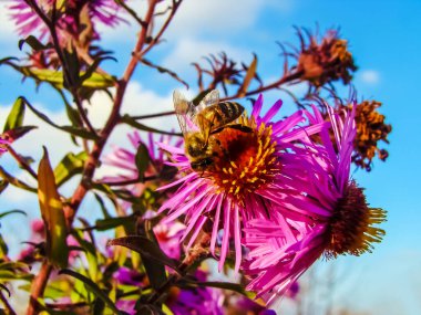 A bee on a late autumn flower on a sunny day. clipart