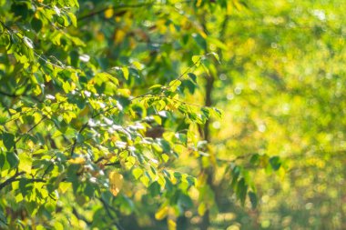 Sonbaharın başlangıcı. İlk sonbahar yaprakları bulanık doğal bir zemin üzerinde bokeh etkisi ile.