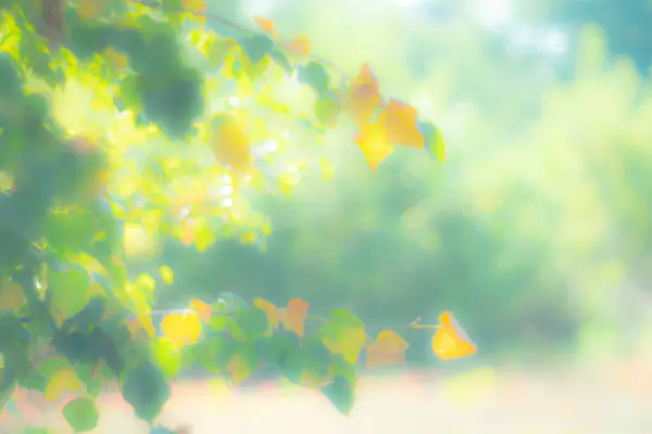 Sonbahar arkaplanının bulanık ve bulanık pastel görüntüsü.