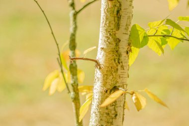 Sonbaharın başlangıcı. Sarı yapraklı beyaz huş gövdesi.