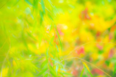 Sonbahar arkaplanı olarak doğanın odaklanmamış görüntüsü.