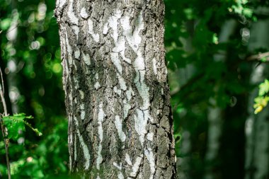 Karanlık bir ormanda beyaz huş ağacı sandığı.