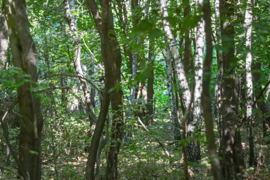 Güneşli bir günde karanlık bir ormanda.