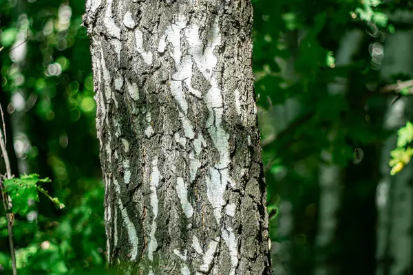 Karanlık bir ormanda beyaz huş ağacı sandığı.