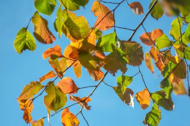 Sonbahar yapraklarının rengi mavi gökyüzüne karşı.
