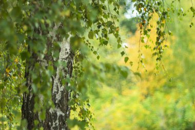 Beyaz bir huş ağacının gövdesine karşı sonbahar doğasının pitoresk bir arka planı.