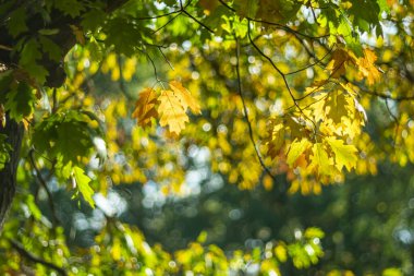 Eski bir akçaağaç ağacının sonbahar sarı yaprakları, bulanık doğal bir arka planda..