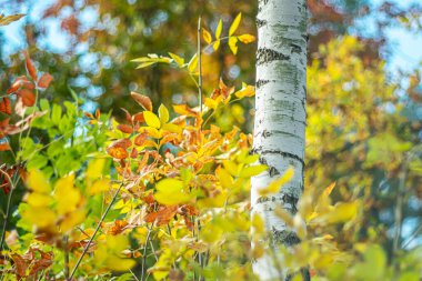 Bokeh efektli bulanık bir sonbahar arka planında beyaz huş ağacı gövdesi. Sanatsal fotoğraf.