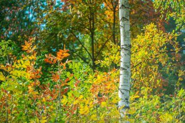 Bokeh efektli bulanık bir sonbahar arka planında beyaz huş ağacı gövdesi. Sanatsal fotoğraf.