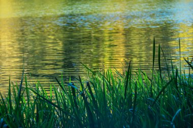 Güneşli bir günde, sonbahar doğasının sularındaki yansımalar soyut bir arka plan olarak görülür..
