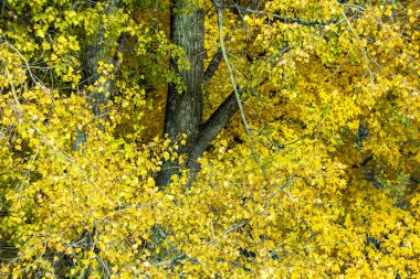 Sonbahar yapraklarının rengi güneşli bir günde kapanıyor.