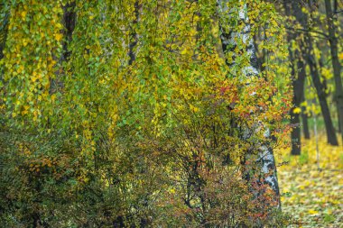 Bir sonbahar Kasım gününde parkta beyaz huş ağacı.