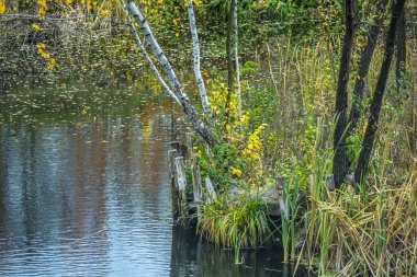 Şehir parkında küçük bir gölün kıyısında ağaçların olduğu bir köşe..