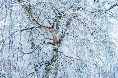 Doğanın kış durumunun yumuşak bir pastel görüntüsü..
