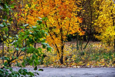 Sarı sonbahar ağaçları rüzgarlı havada şehir parkında.