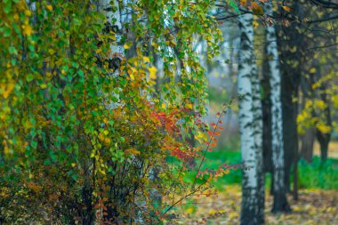 Bir sonbahar Kasım gününde parkta beyaz huş ağacı.