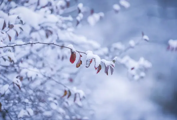 Kış dönemi. Doğanın kış hali.