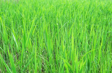 İlkbaharın başlarında Reed çalılıkları bahar arkaplanı olarak.