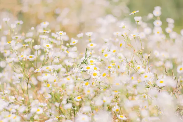 Yumuşak renkte yaz arkaplanı.