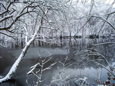 Kış manzarası. Küçük bir gölün arka planında karla kaplı ağaçlar.