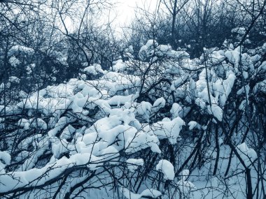 Ormanda karla kaplı ağaçlarla kaplı kış manzarası