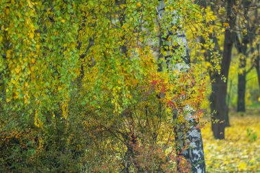 Şehir parkında sonbahar havası..