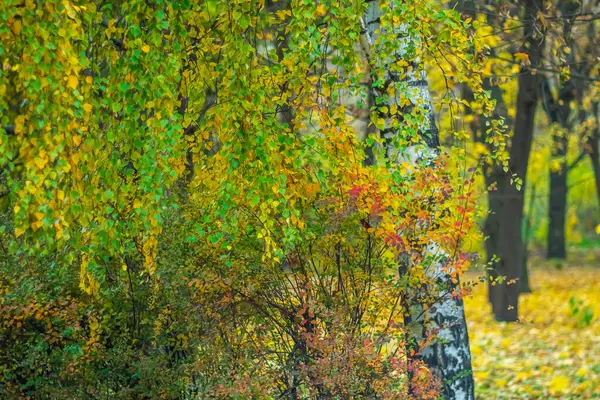 Şehir parkında sonbahar havası..