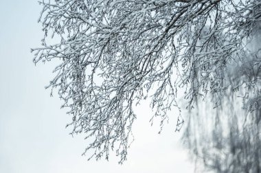 karla kaplı ağaç dalı gökyüzü.