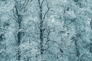 Karla kaplı ağaçlar bir Şehir Parkı.