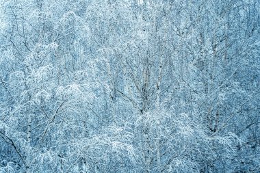 Kış dönemi. Karla kaplı beyaz huş ağaçları, yakın plan.