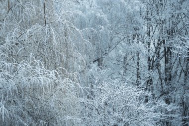 Karla kaplı ağaçlar bir Şehir Parkı.