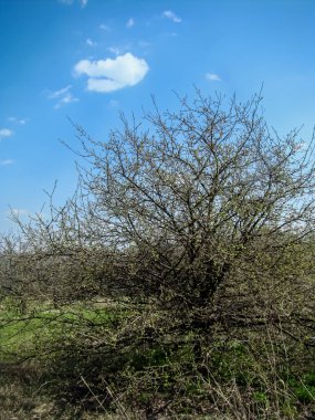 Baharın başlangıcı. Mavi gökyüzüne karşı yalnız ağaç.