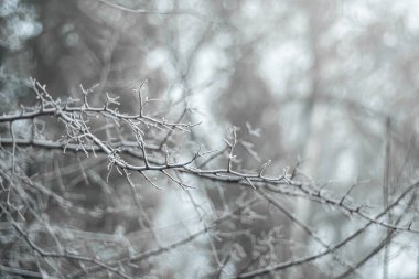 Ağaç dalları her sabah sislerin arkasında donuyor.