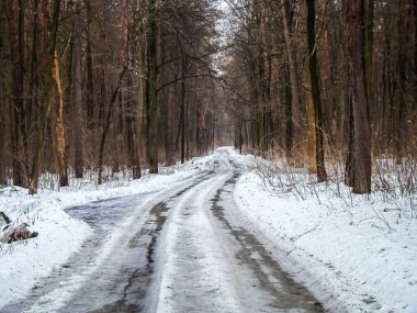 Çam ormanında kış yolu.