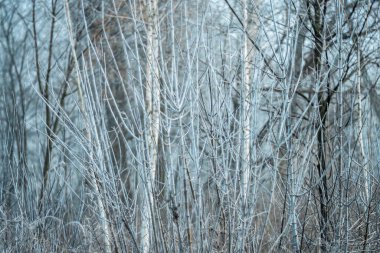 Ağaç dalları her sabah sislerin arkasında donuyor.