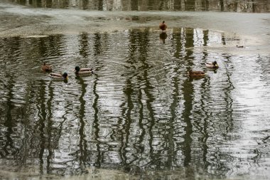 Küçük bir nehirde eriyen buz ve vahşi ördekler..