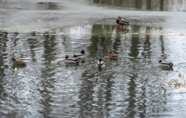 Melting ice on a small river with wild ducks. clipart