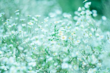 Yumuşak pastel yaz arkaplanı kır çiçekleriyle.