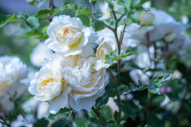 Bulanık bir arka planda, şehir parkında beyaz güller.