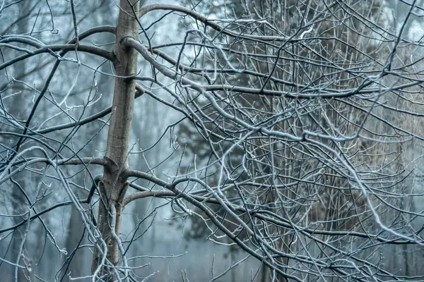 Sabahtan sonraki ağaç dalları sisli bir zemine karşı dondurucu soğuk.