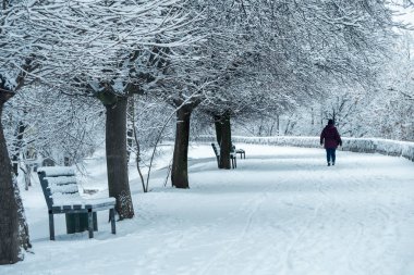 Şehir parkında karla kaplı ağaçlar ve patikalar.